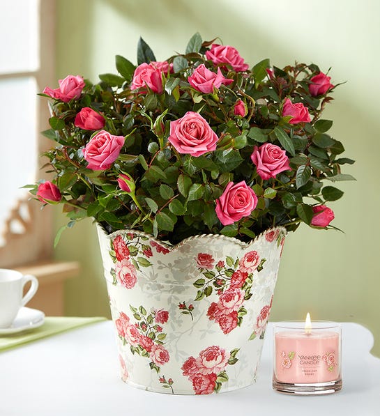 1800flowers.com | Classic Budding Rose